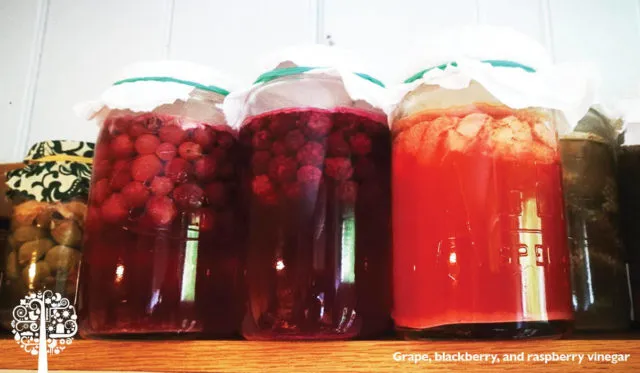 Beyond the Cruet: A Home Cook's Journey Through America's Artisan Vinegar Revival