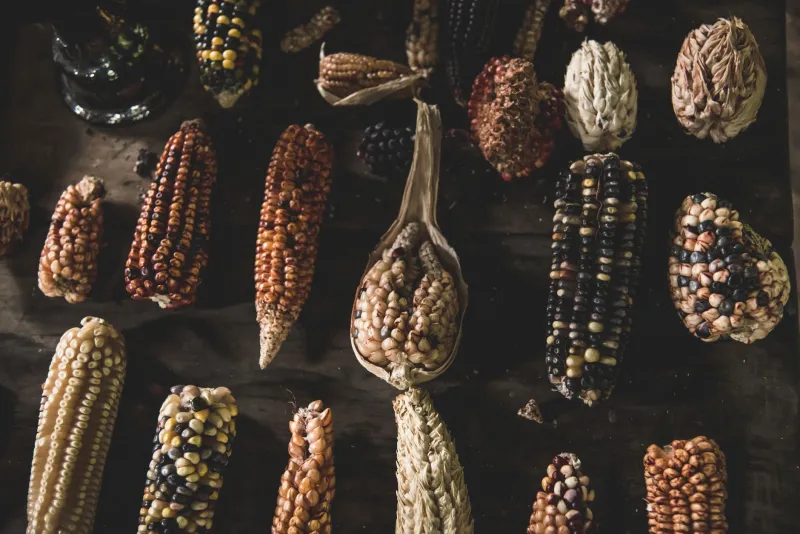 Rediscovering the Humble Pod: Heirloom Legumes and the American Growers Restoring Flavor to the Bean
