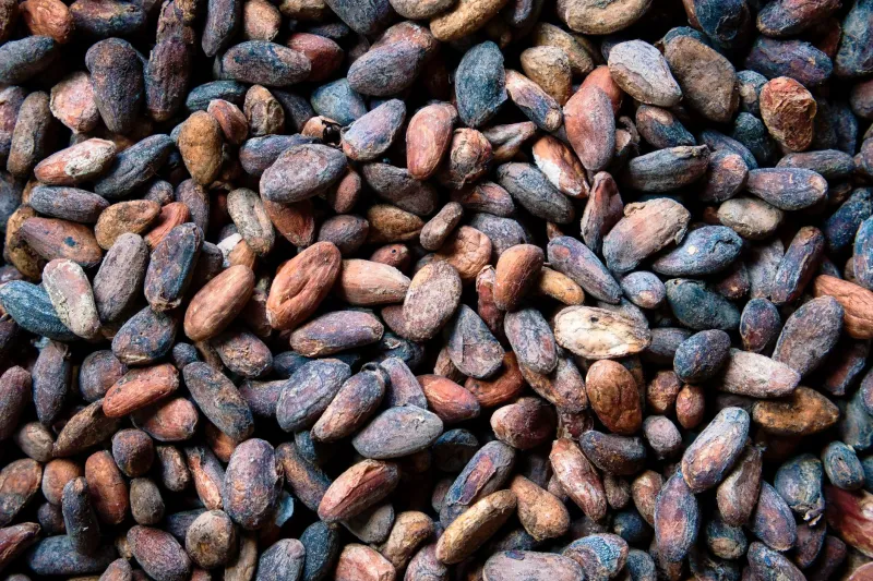 From Pod to Palette: The American Bean-to-Bar Movement and Its Gift to the Discerning Kitchen