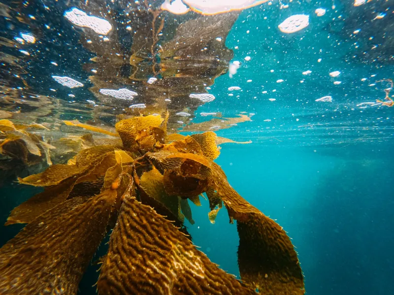 From the Shoreline to the Shelf: America's Sea Vegetable Harvest and Its Place in the Considered Pantry