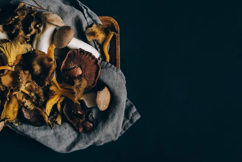 Beneath the Forest Floor: How America's Mushroom Foragers and Small-Scale Cultivators Are Redefining Umami in the Discerning Kitchen