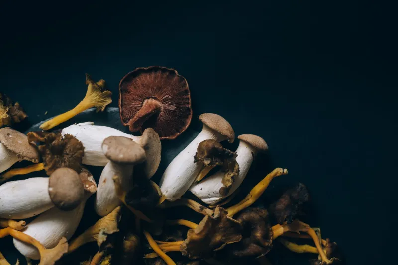 The Forest Floor in Your Kitchen: Artisan Mushroom Ingredients and the New Umami Pantry