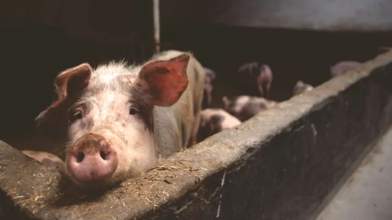 Rendered and Redeemed: The American Artisans Restoring Lard to Its Rightful Place in the Kitchen